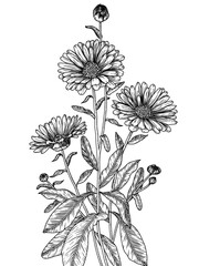 Vector illustration of calendula flowers in engraving style