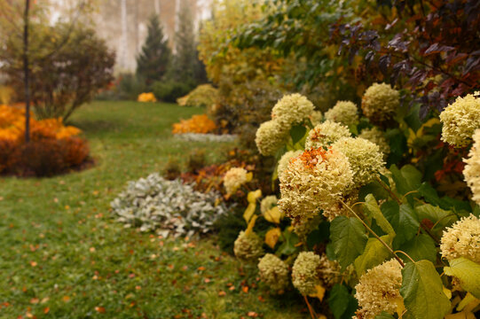 autumn garden view with white hydrangea. Natural fall garden with curvy lines