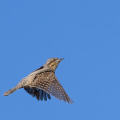 northern wryneck