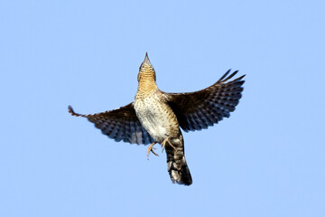 northern wryneck