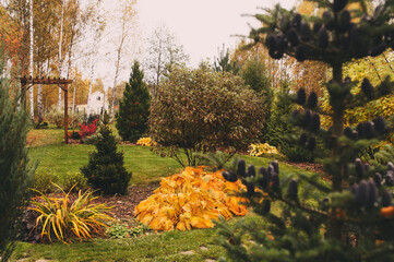 abies koreana in autumn garden. October private garden view with bright colours and conifers