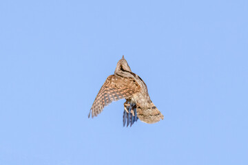 northern wryneck