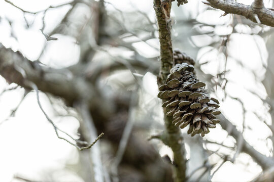 Grey pine cone on dead dry tree in forest