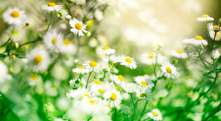 Chamomile flower field. Camomile in the nature. Field of camomiles at sunny day at nature. Camomile daisy flowers in summer day. Chamomile flowers field wide background in sun light