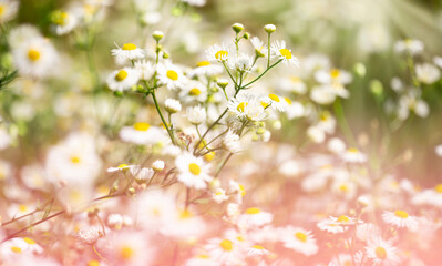 Fototapeta na wymiar Beautiful nature scene with blooming medicinal daisies. Alternative medicine.
