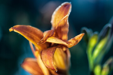 Blooming daylily on a blurred background. .