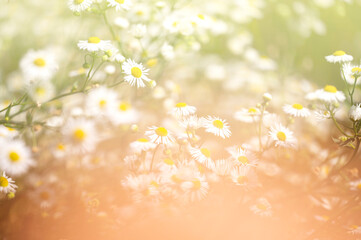 Beautiful nature scene with blooming medicinal daisies. Alternative medicine.