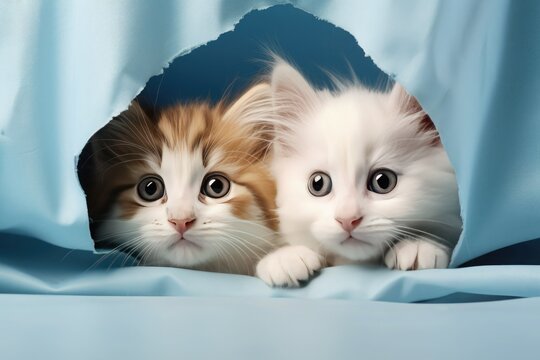 Two kittens peek out of a hole in blue fabric. Advertising poster concept for veterinary clinic or pet supplies.
