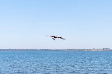 Fototapeta na wymiar Hawk / eagle in flight on the river