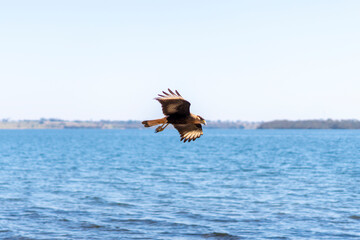 Hawk / eagle in flight on the river