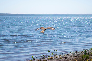 Hawk / eagle in flight on the river