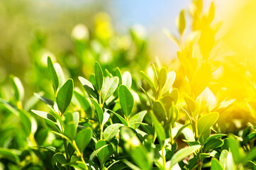 Closeup of fresh green leaves  on blurred background against sunlight in nature