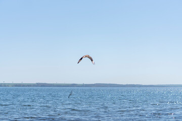 Fototapeta na wymiar Hawk / eagle in flight on the river