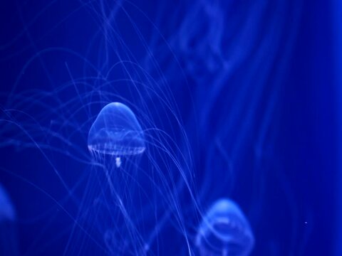 Translucent jellyfish long tentacles beautiful floating in deep blue water under the sea ocean 4k