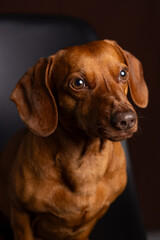 Brown dachshund portrait on dark background.