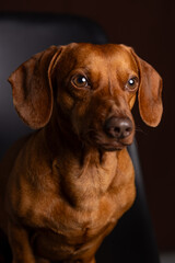Obraz premium Brown dachshund portrait on dark background.