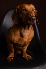 Brown dachshund portrait on dark background.