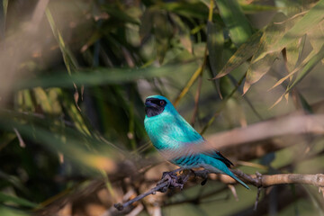 Brazilian Savannah Bird /
The Brazlian birds are very beautiful and have many colors.