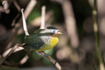 Brazilian Savannah Bird /
The Brazlian birds are very beautiful and have many colors.
