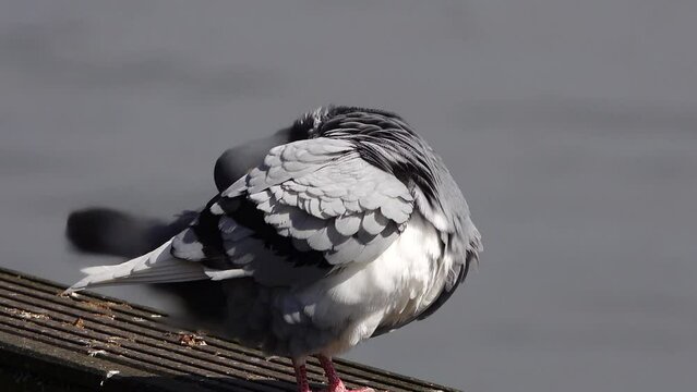 mating season of pigeons in the wild