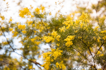 wattle tree in flower
