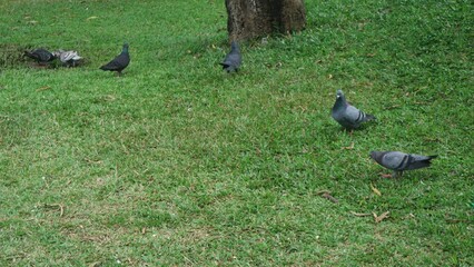 A flock of pigeons in a vibrant city square