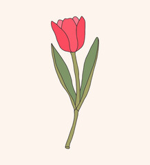 hand drawn botanical vector tulip flower illustration