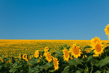 agricultural business.sunflower oil production.sunflower harvest.sunflower field.farming and agronomy in ukraine.sunflower promotion.yellow field.young harvest.sunflowers wallpaper.
big field.summer