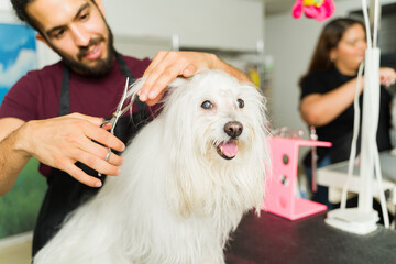 Young man and pet groomer cutting the hair of a small dog