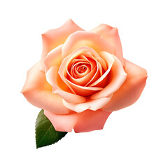pink rose isolated on white created with Generative AI