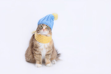 Cat in a knitted yellow scarf and a knitted blue hat. Lovely Kitten dressed in a knitted outfit. Pet care. Clothing for animal. Studio shot of Kitten. Copy space. Portrait of a Cat. Needlework