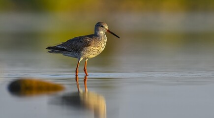 Common Redshank (Tringa totanus) is a migratory bird. It feeds on maggots and mollusks in wetlands in Asia, Europe, America and Africa.