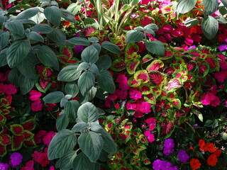 jard&iacute;n con varias plantas de diferentes colores e iluminaci&oacute;n natural