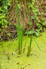 Shore area of lake with grass , reed and duckweed on water surface