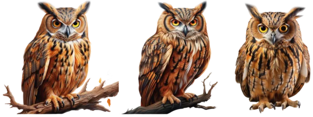 Fototapete Eulen-Cartoons Illustrations of a sitting owl on a branch on a transparent background, generative AI