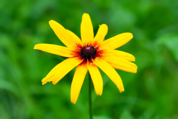 Flowers of Rudbeckia. Blooming Rudbeckia. Yellow flowers close up. Black-eyed Susan. Selective focus