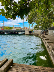 Panoramic view of the Zurich lake and white swans in summer