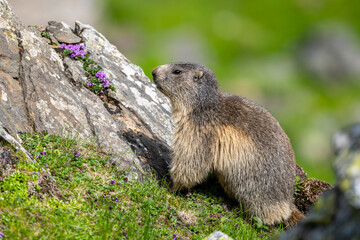 Alpine marmot, Marmota marmota, on a rock. The Fagaras Mountains, Romania.