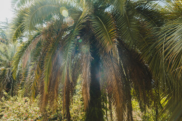 Beautiful Chamaerops humilis palm, European fan or Mediterranean dwarf palm. Arboretum (Adler)...