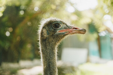 ostrich bird head and neck. portrait in the park