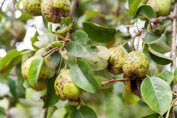 Obraz premium Bad pear. Spoiled pear. Sick fruits on a tree close up. Diseased fruit trees. Problems of gardening. Selective focus