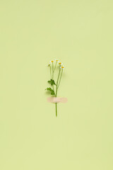 Chamomile flower attached with medical aid patch to green background. Creative minimalist flat lay,...