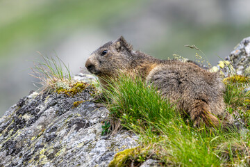 Alpine marmot, Marmota marmota, on a rock. The Fagaras Mountains, Romania.