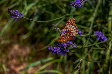 Obraz premium Butterfly in the lavender field