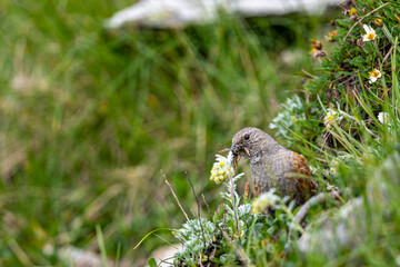 Naklejka na ściany i meble Alpine Accentor, Prunella collaris. A typical bird of the rocky mountains.