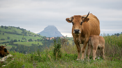 Fototapeta na wymiar Cow and her calf in a mountain landscape