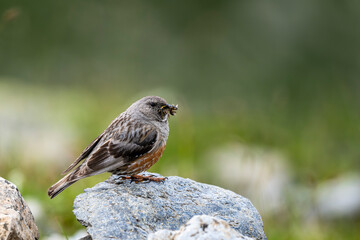 Alpine Accentor, Prunella collaris. A typical bird of the rocky mountains.