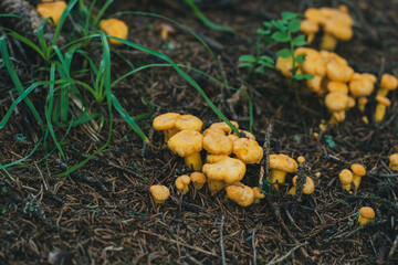 fresh growing chanterelle in the forest on the mountains at a summer morning