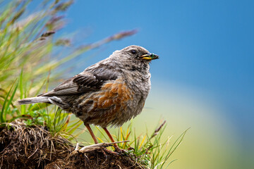 Alpine Accentor, Prunella collaris. A typical bird of the rocky mountains.