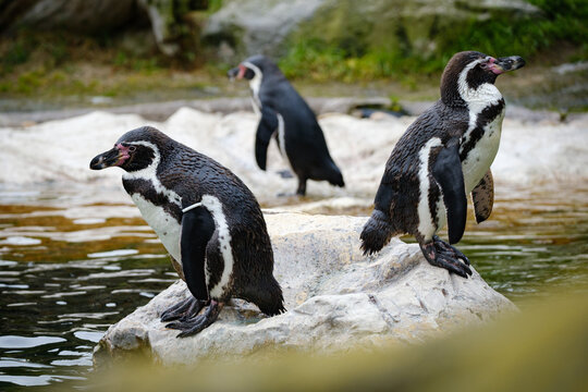 humboldt penguin close up porrait in the zoo